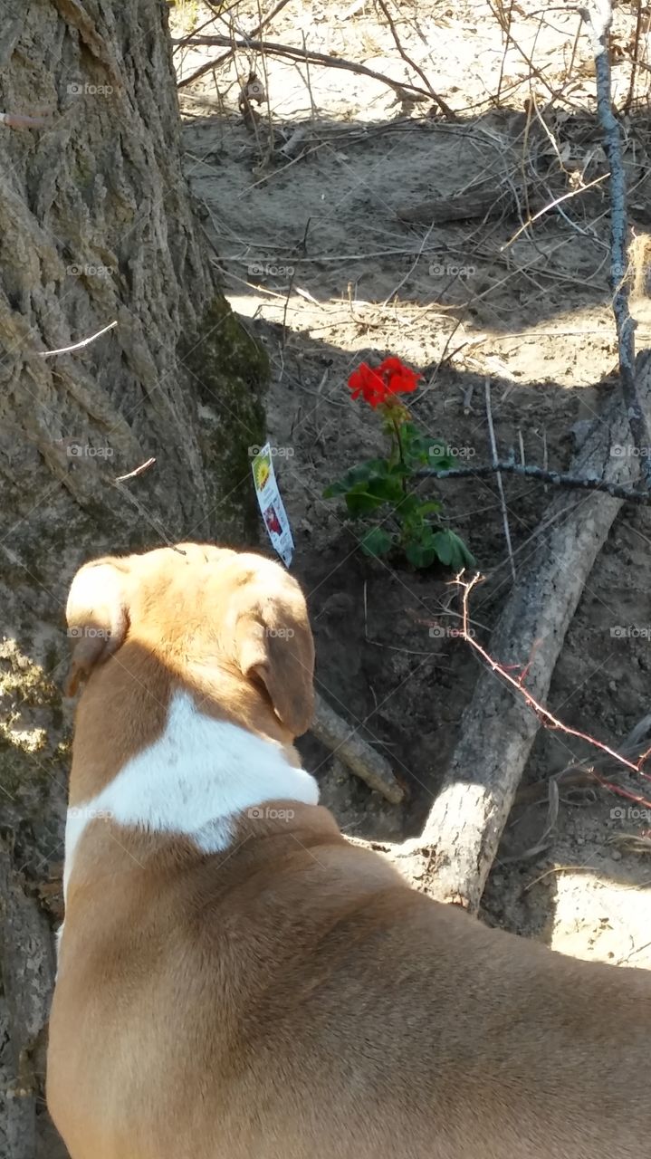 flower planted deep in the woods