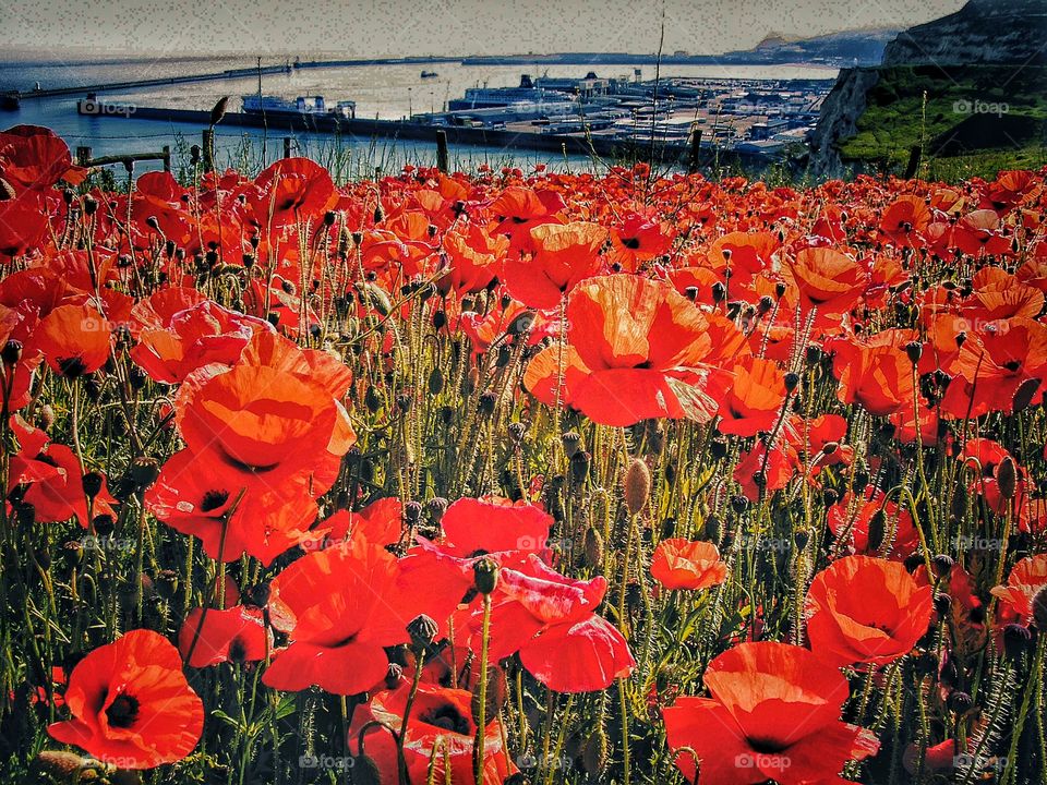 Poppies. Dover