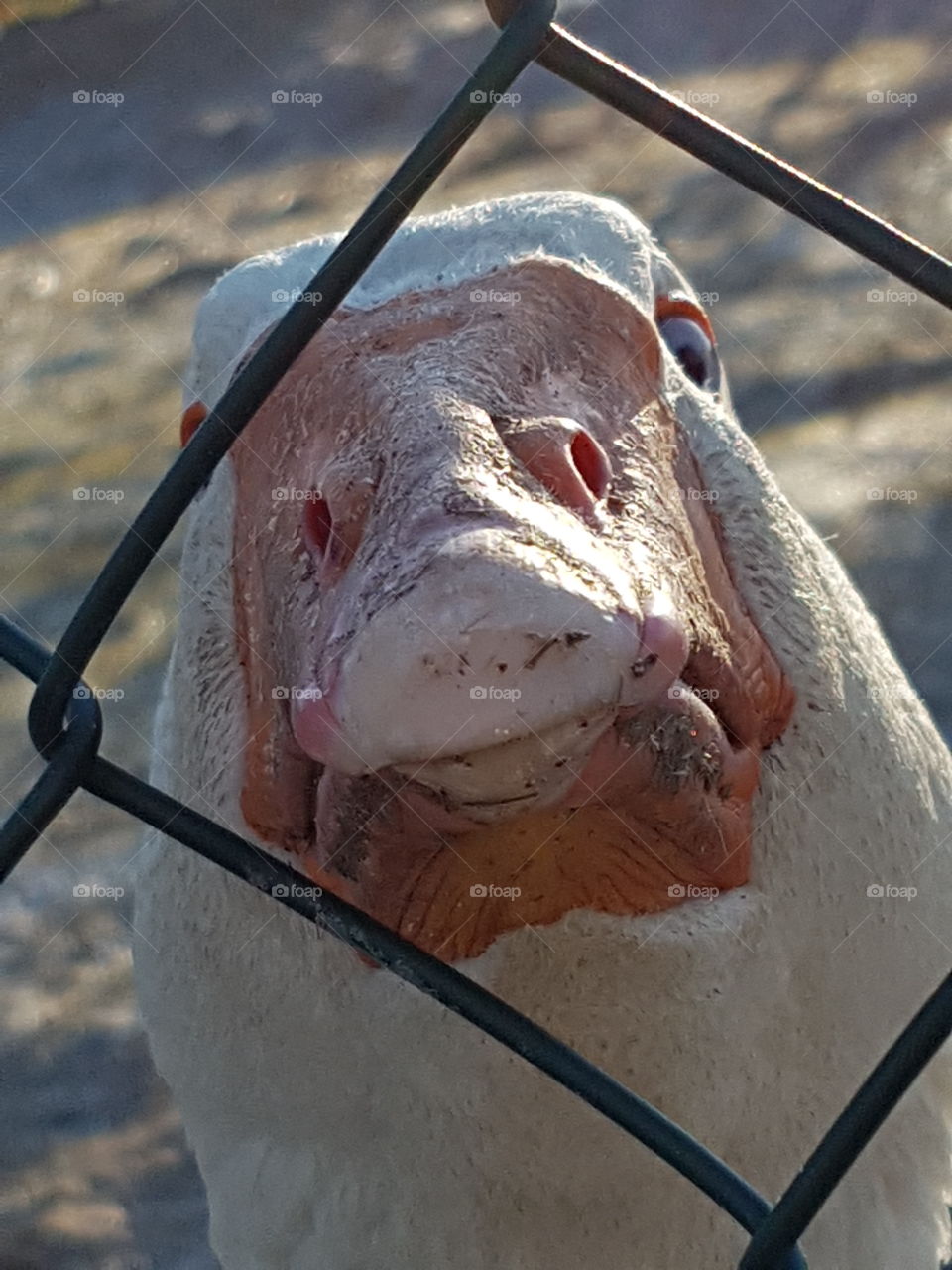 Gans Schnabel sieht aus wie ein Gesicht