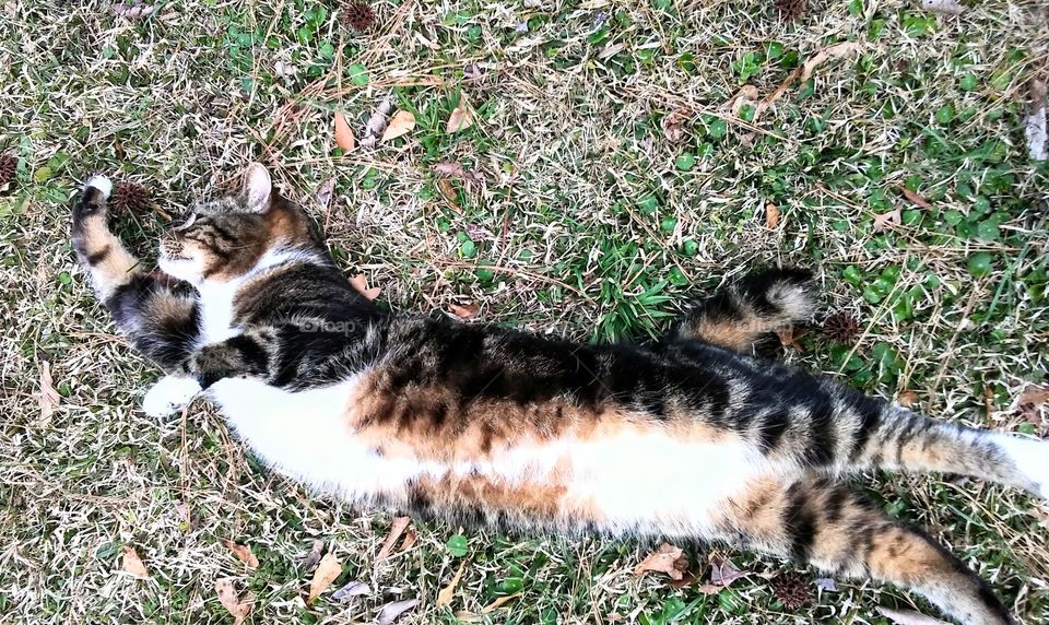 reach for your dreams