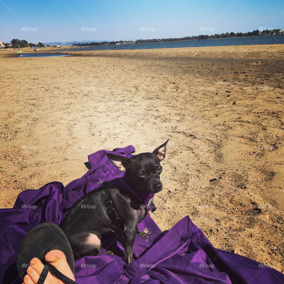 I brought my dog to the alameda beach in California. She loved it . 