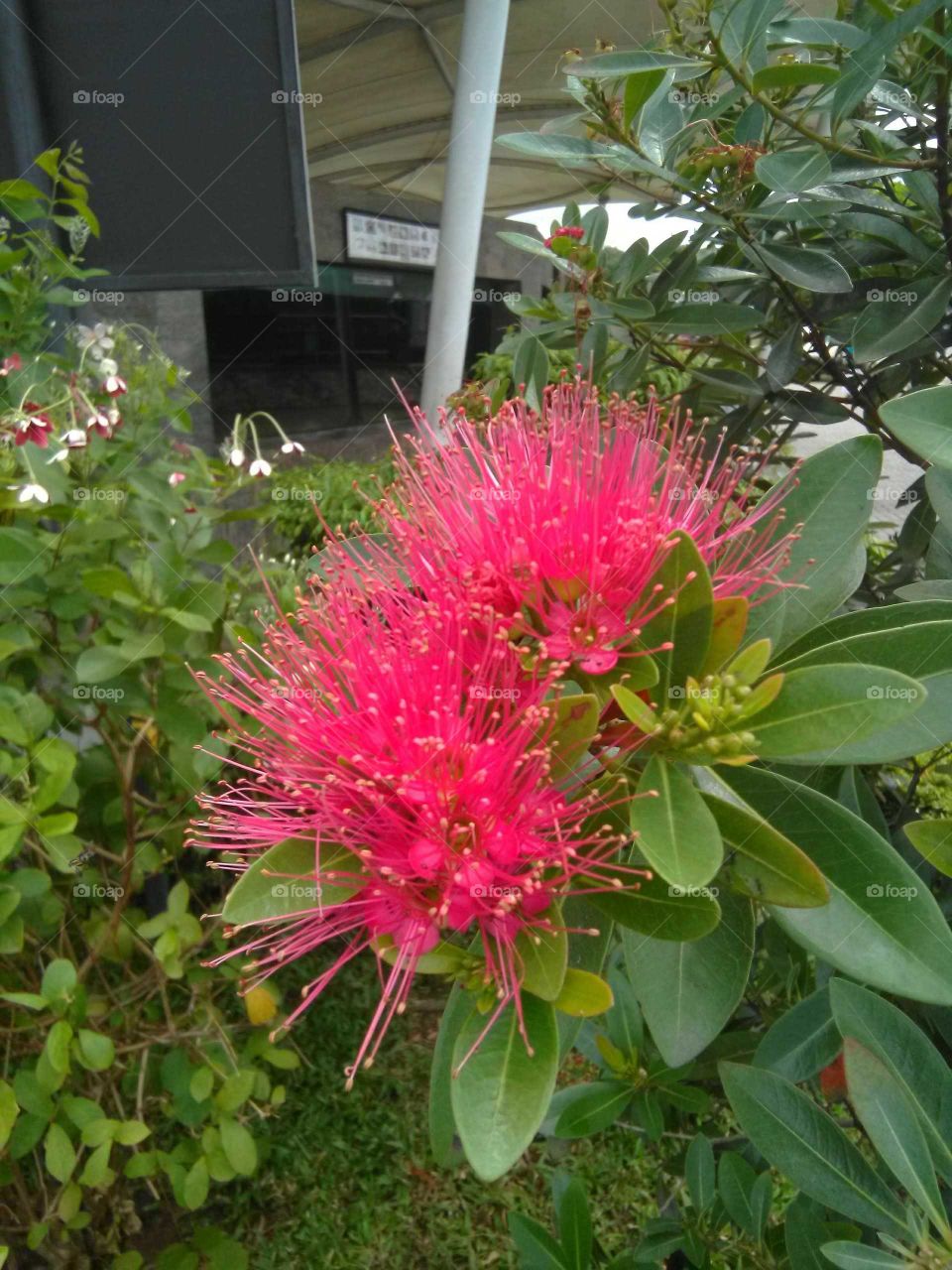 a colourful flower