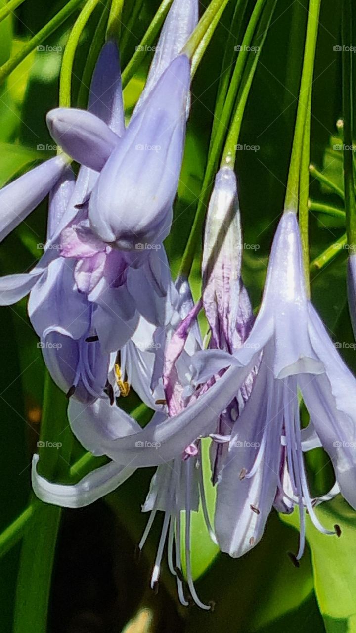 flowers in the morning.