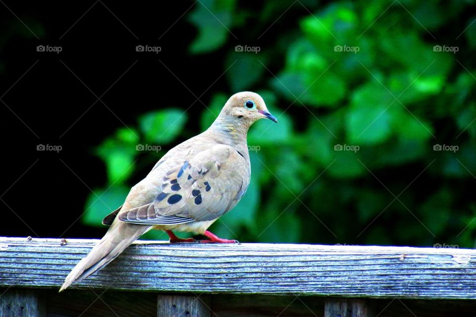 Mourning Dove