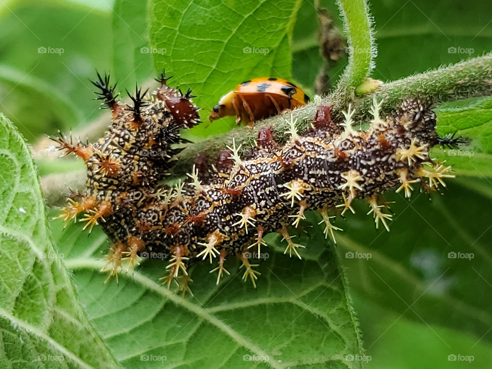 Question mark butterfly caterpillar and ladybug