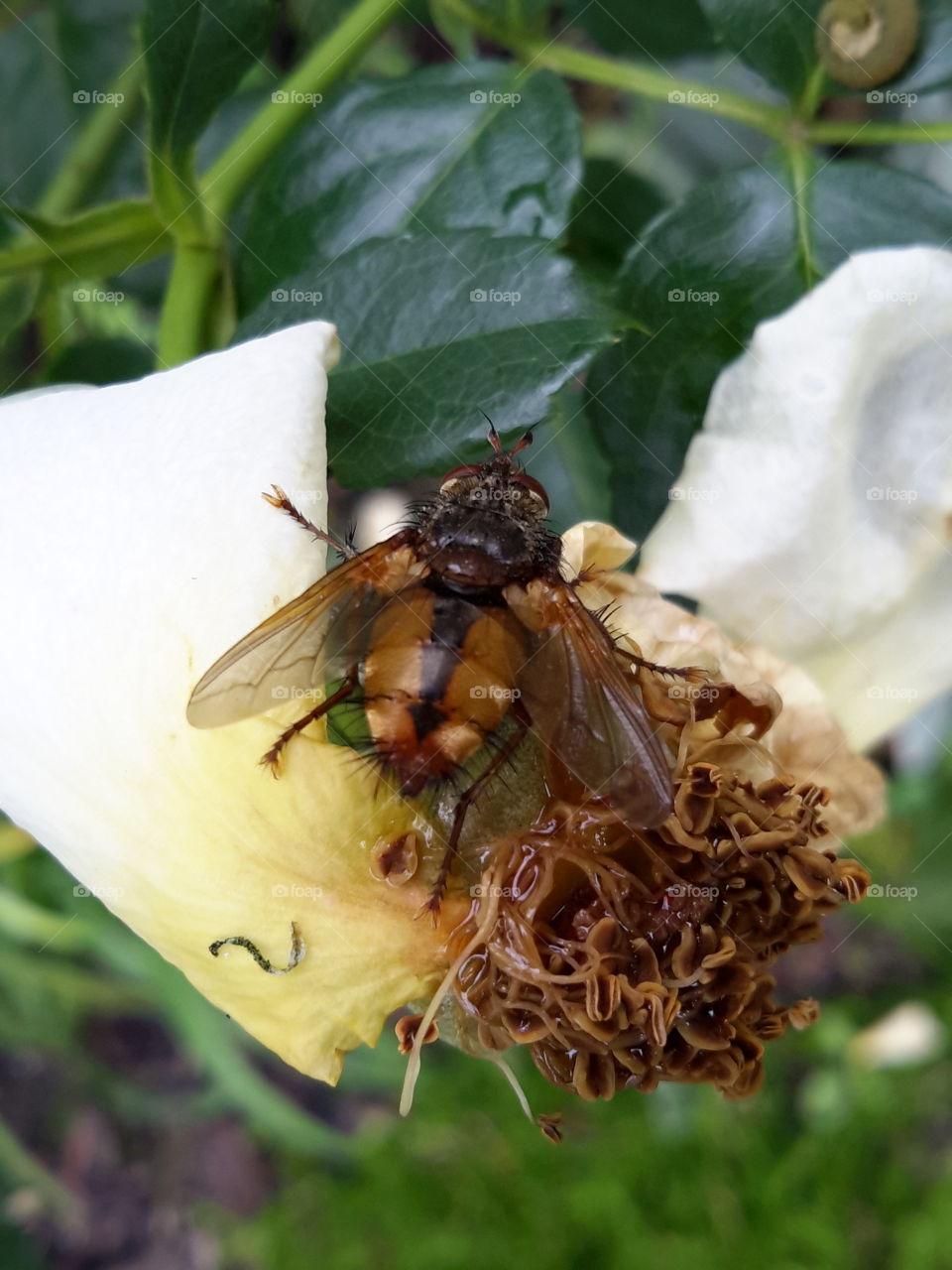 Fly on a faded rose.