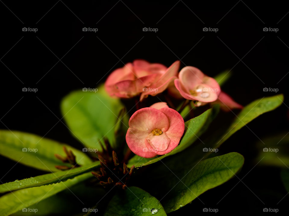 Floral photography - Christ of thorn