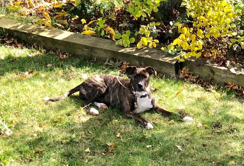 Delta relaxing chewing on a stick in the backyard Fall 2018