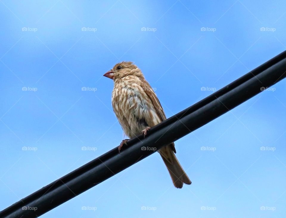 Song Sparrow perched above on a wire