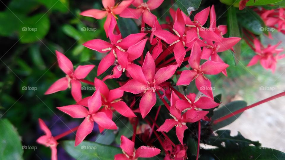 sta ana flowers, batangas province, nature lover