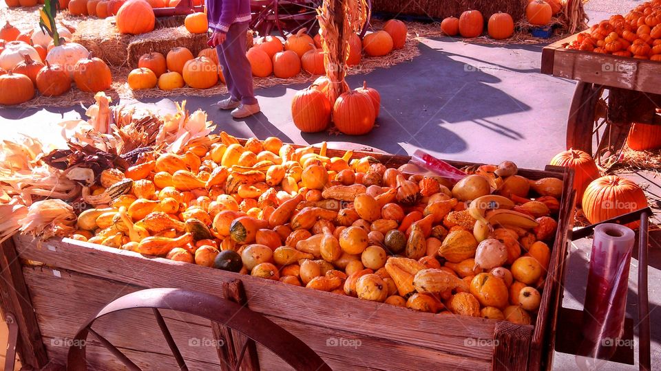 Gourds galore . I've always loved the colors of fall and found a wagon full of a variety of gourds 