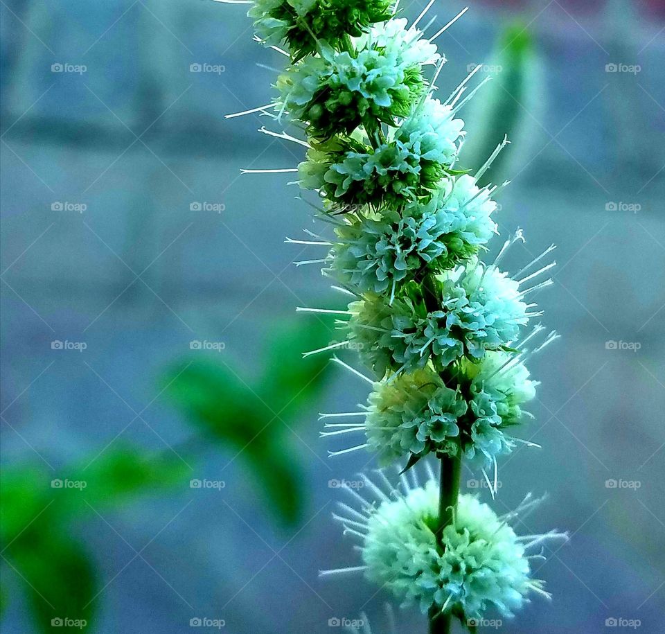 flowers on mint plant.