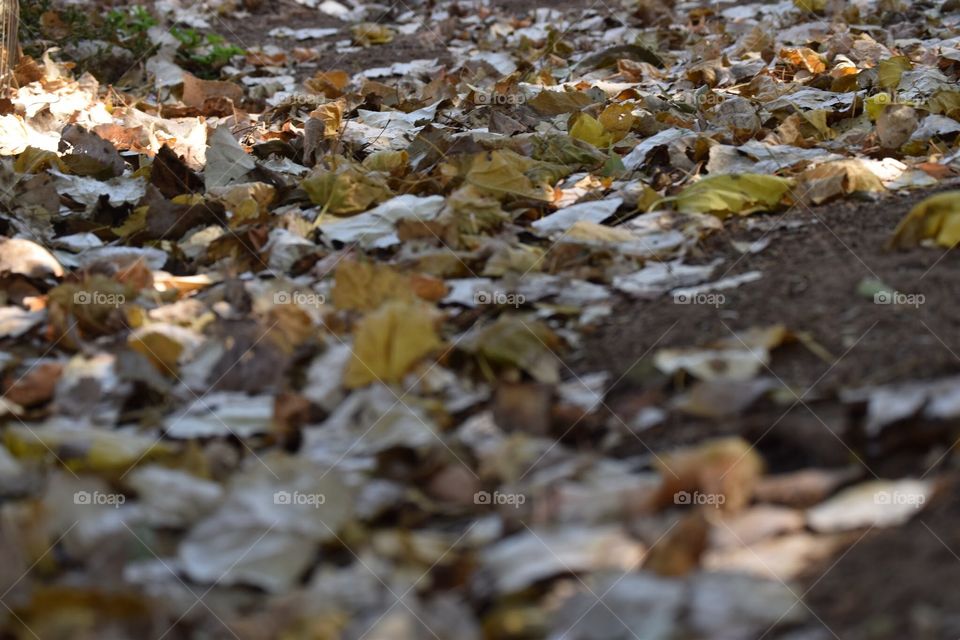 Crunchy fall leaves on ground 