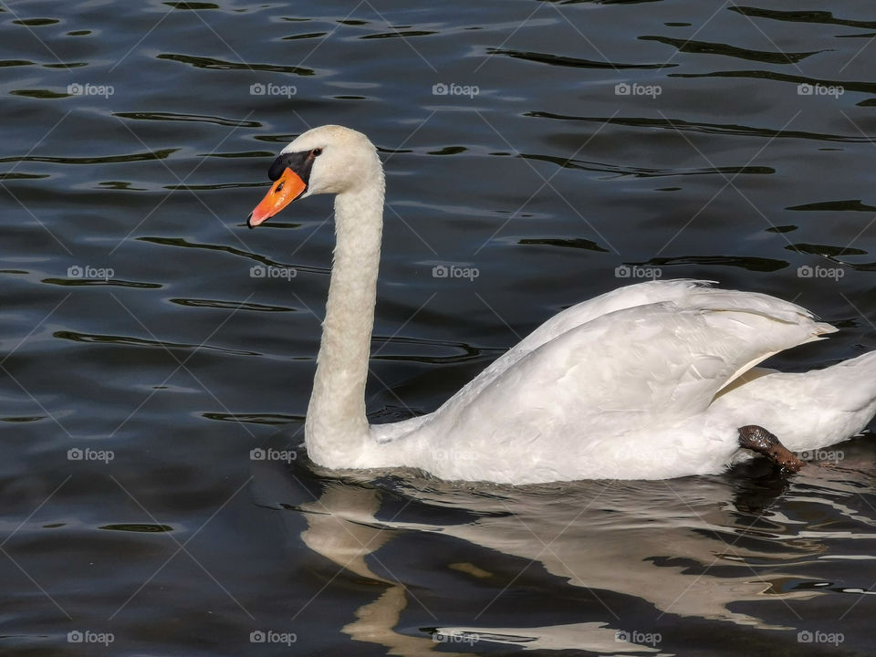 Beautiful swan in the river