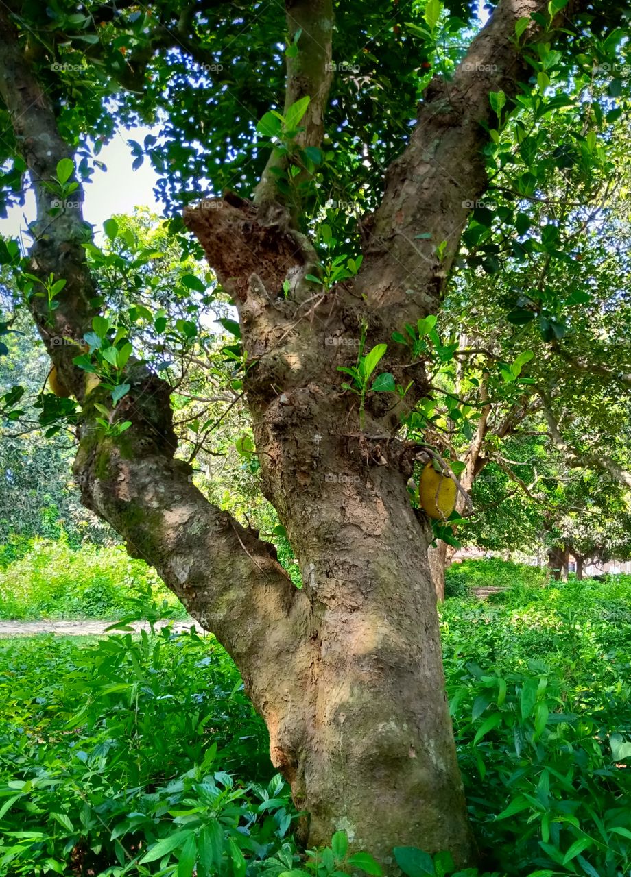 Jackfruit tree