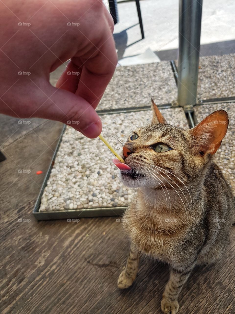 Feeding Italian cat with Italian food.