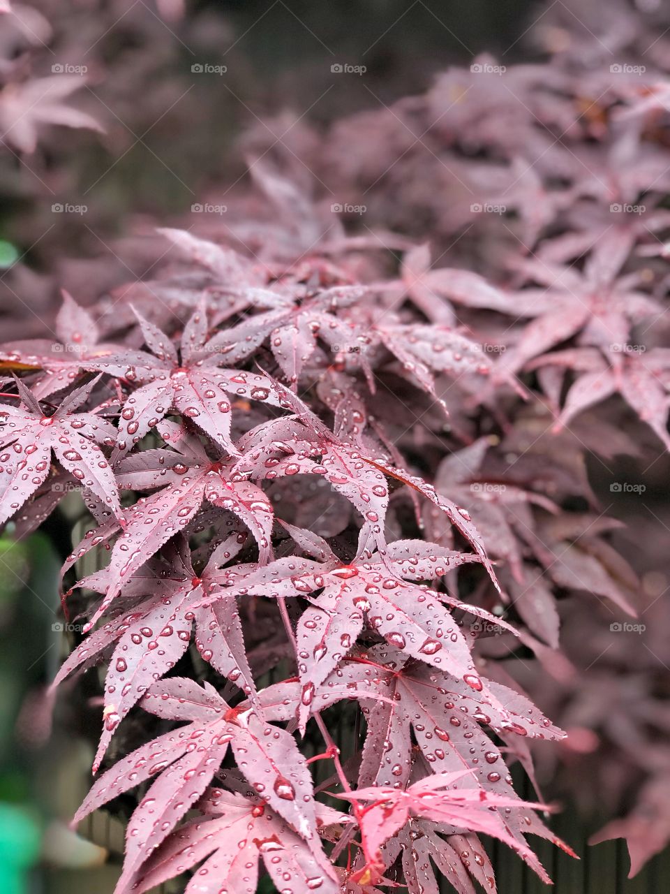 Maple leaf in red, Japan summer