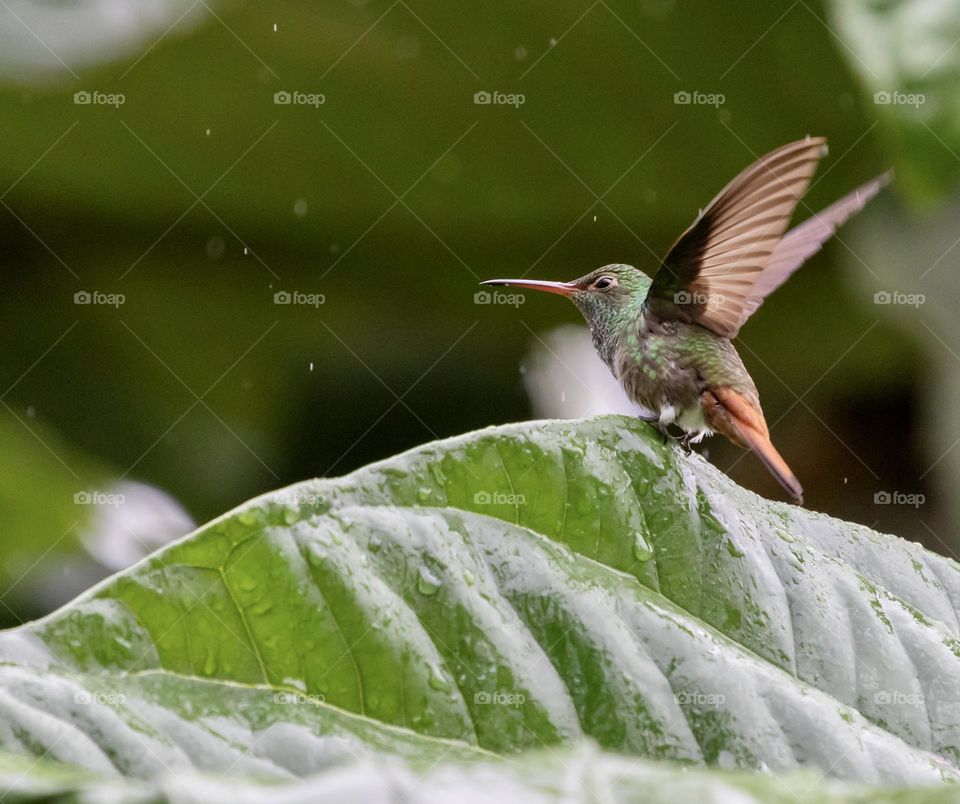 Rufous-tailed hummingbird about to start flying.