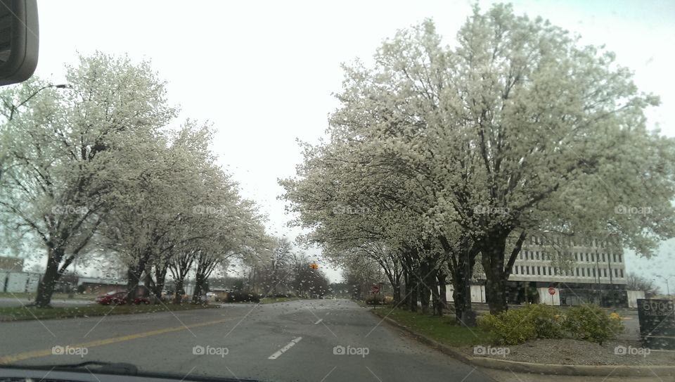 dogwood spring . took pic after rain inside the car