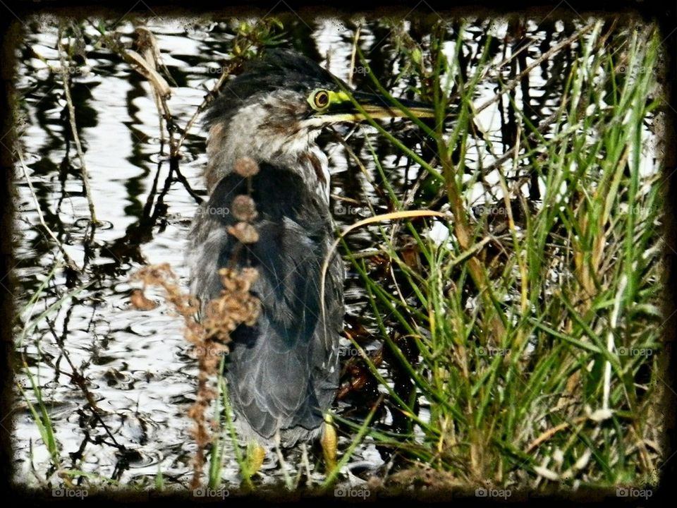 Birds and nature