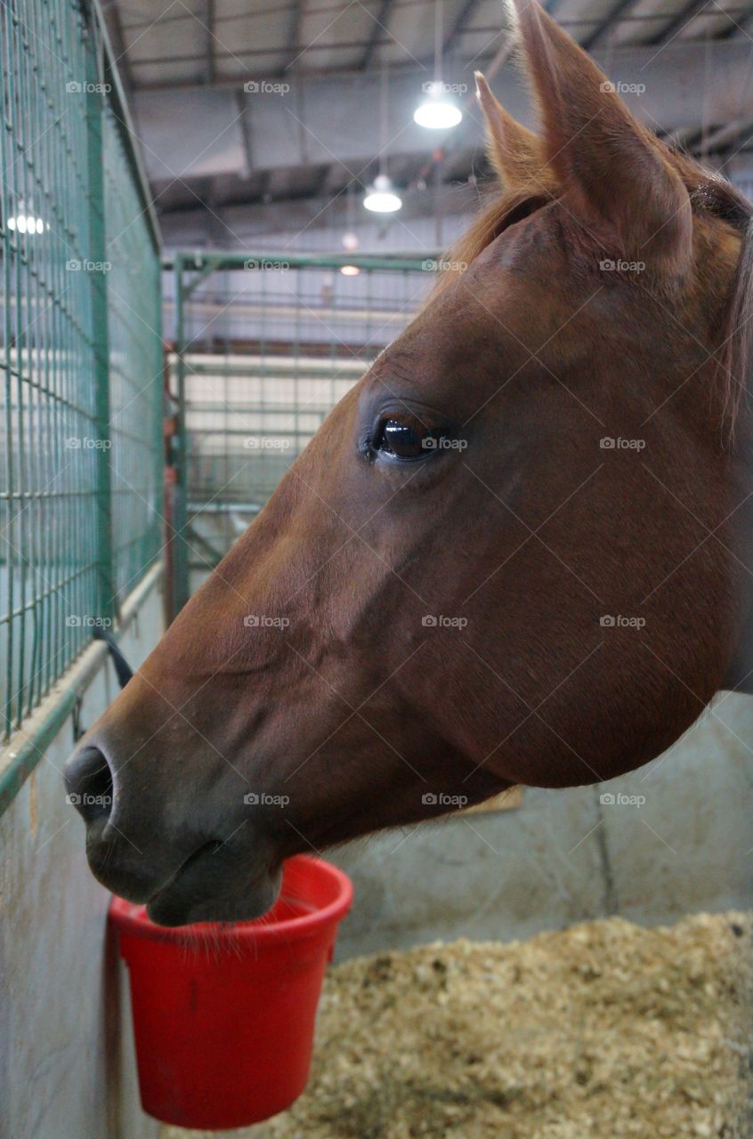 Close up horse profile. Profile headshot of a horse.