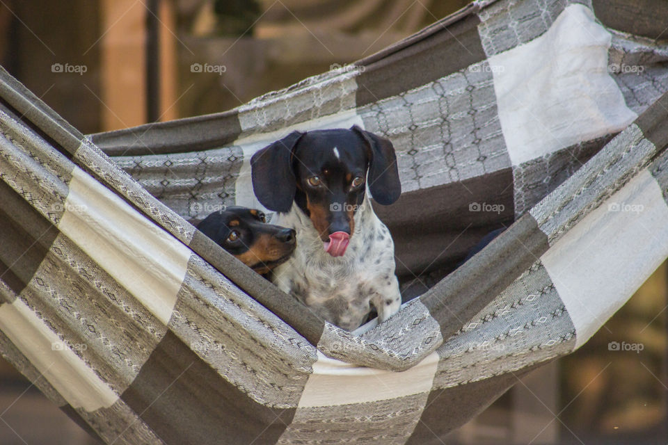 Dogs in the hammock 