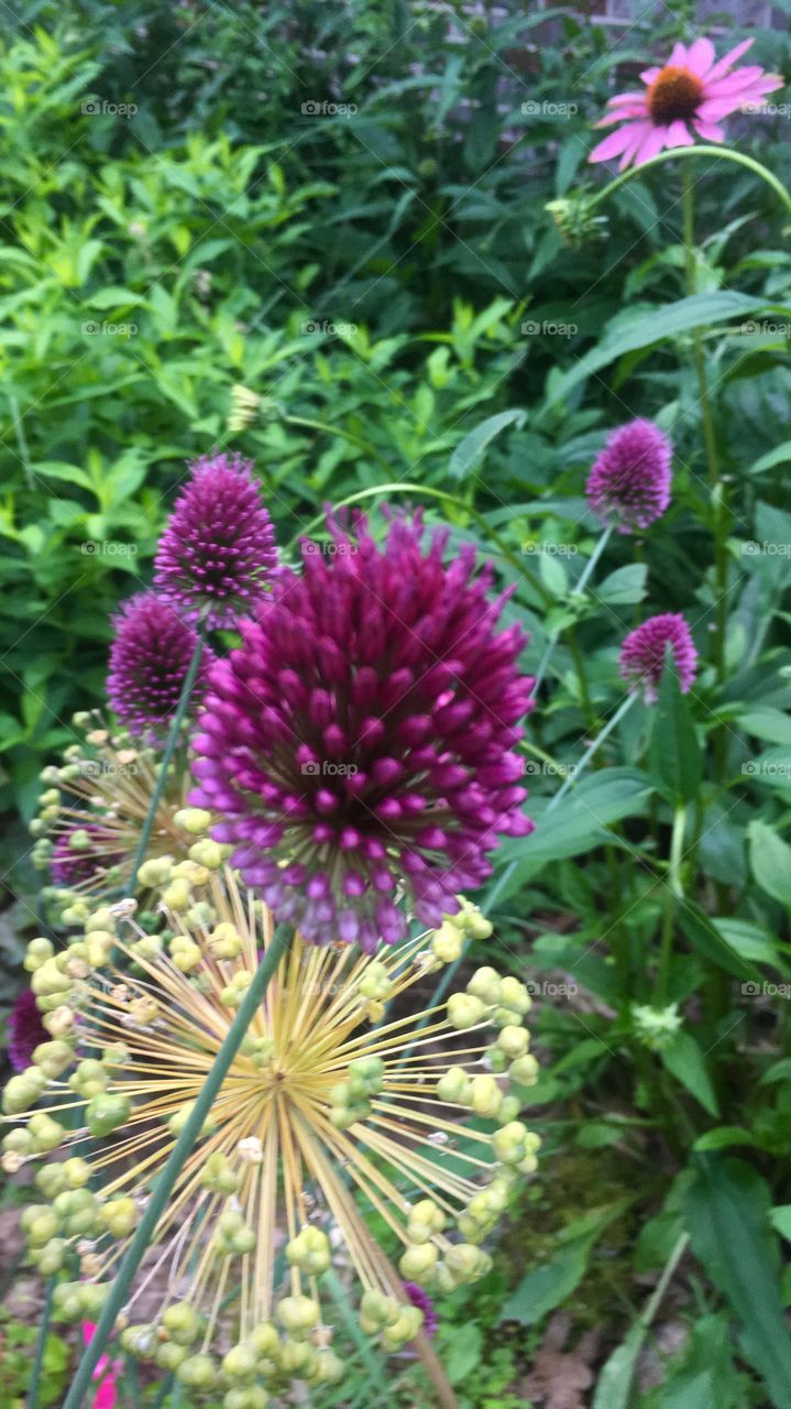 Allium, new blooms and old