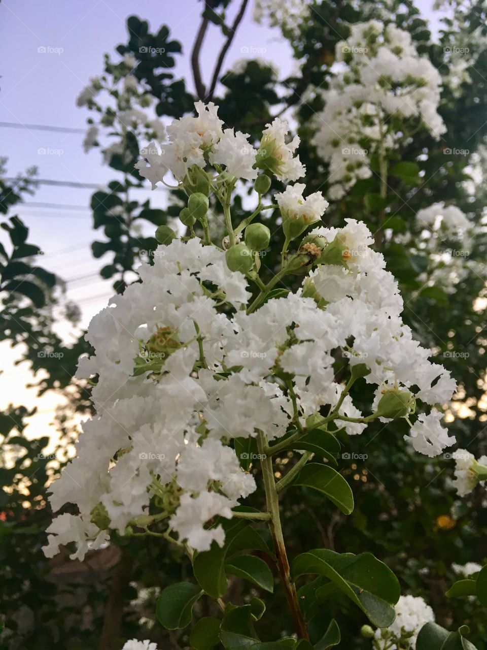 🌼#Flores do nosso #jardim, para alegrar e embelezar nosso dia!
#Jardinagem é nosso #hobby. 
🌹
#flor #flowers #flower #pétalas #garden #natureza #nature #flora 