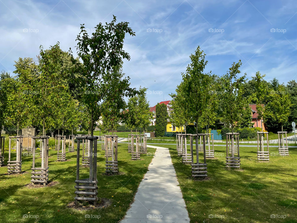 Path between young trees in Prague park.