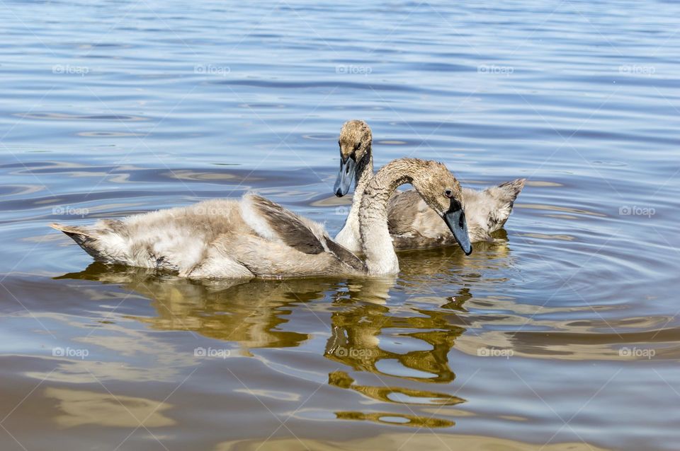 Swan family