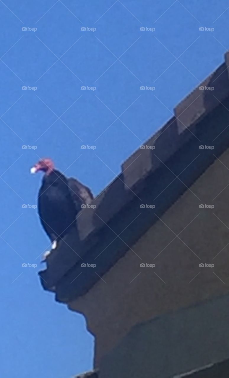 Vulture on my roof