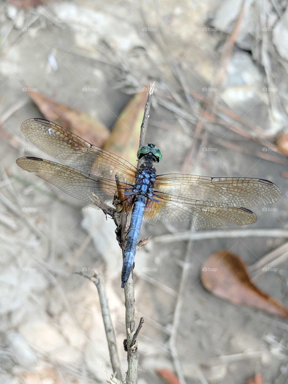 Dragonfly