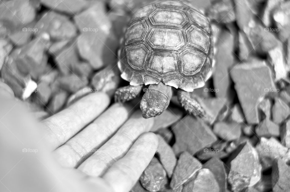 Baby desert tortoise