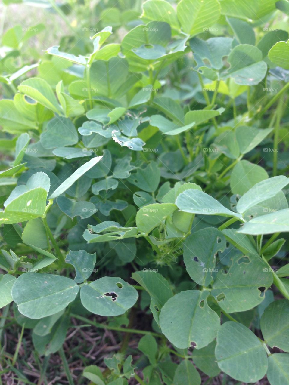 Weeds Everywhere 

Published by:
HappyBrownMonkey 