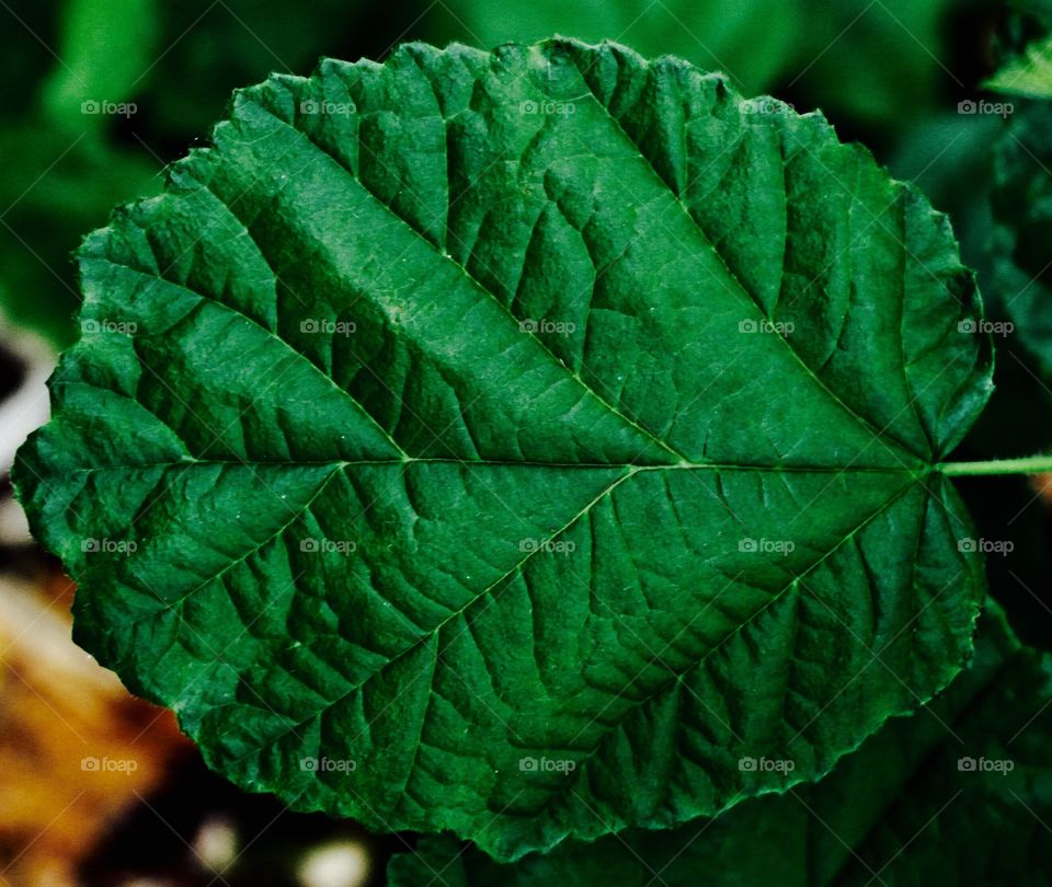 Leaf