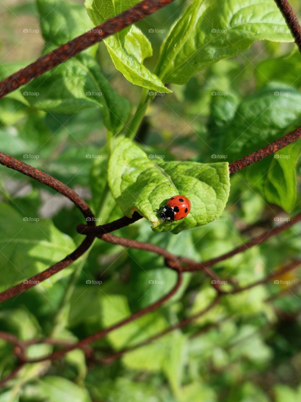 Ladybugs