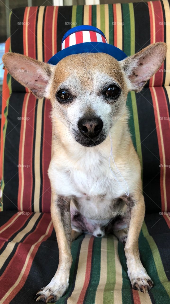 Patriotic Chihuahua 