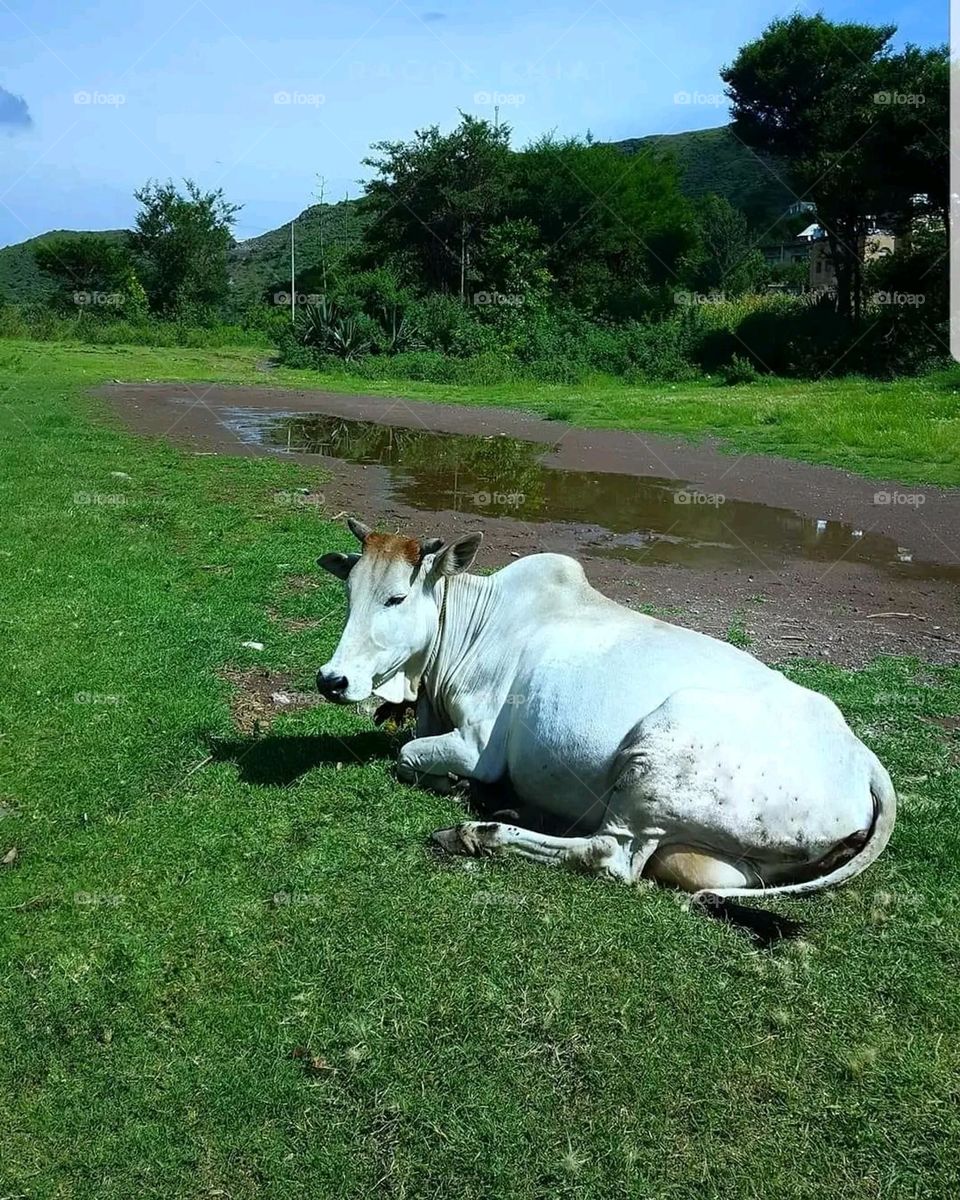 Glory be to God, and the natural scenery, and there is no place more beautiful than it. It is happy Yemen, gentlemen, and the white cow is bright. The picture is strong.