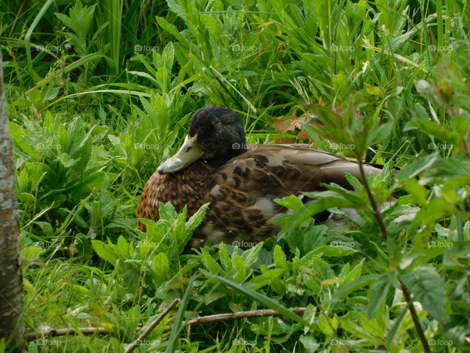 Young mallard 