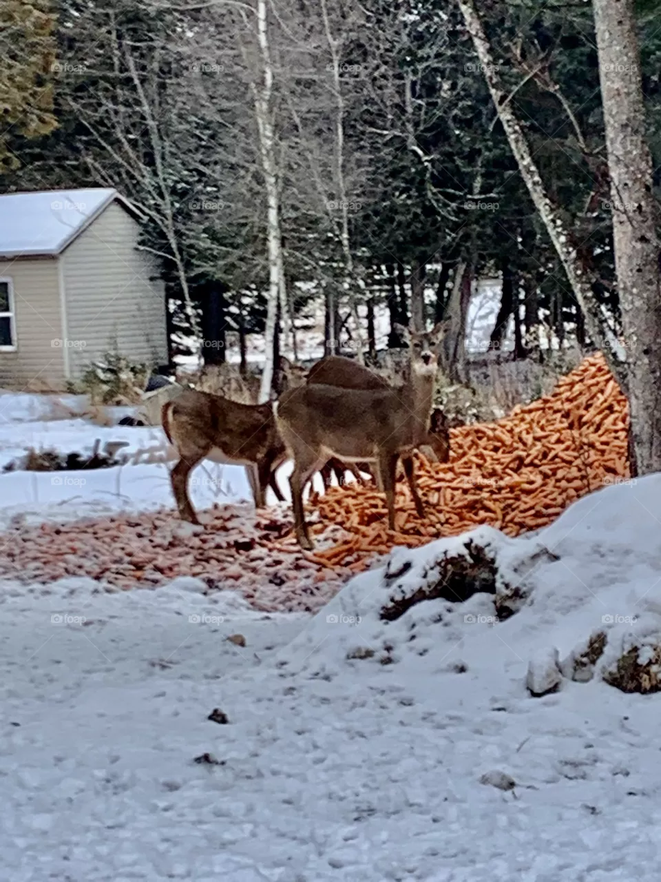 Deers in the wonderful Chertsey region in Lanaudière, Quebec, Canada 🍁