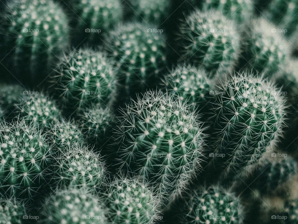 Close-up of beutiful cute cactus
