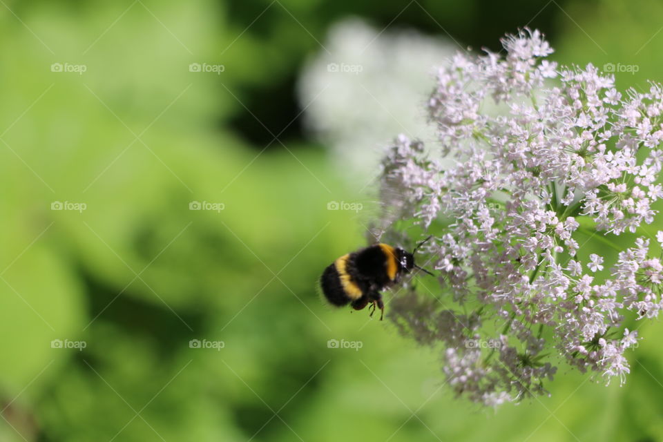Nature, Bee, Insect, Flower, No Person