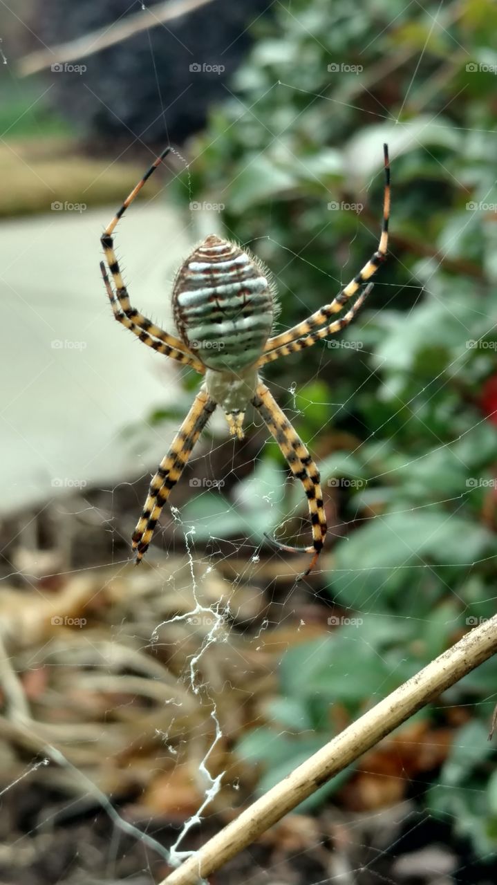 Spider, Nature, Insect, Arachnid, Outdoors