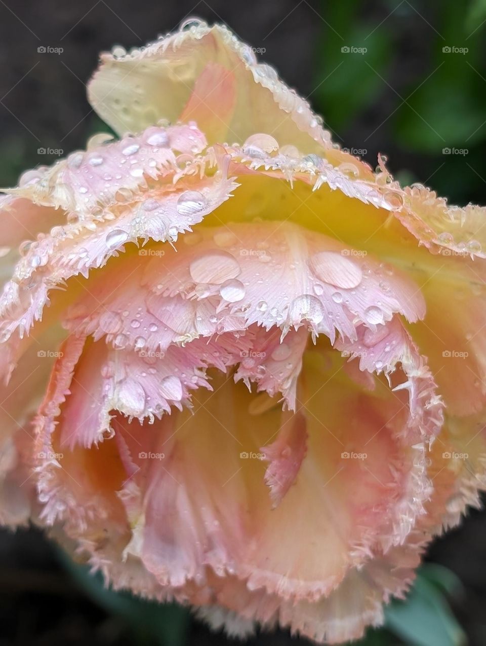 Close up of the tulip "Vaya con dios" after rain