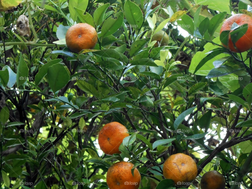 Tangerine On Tree