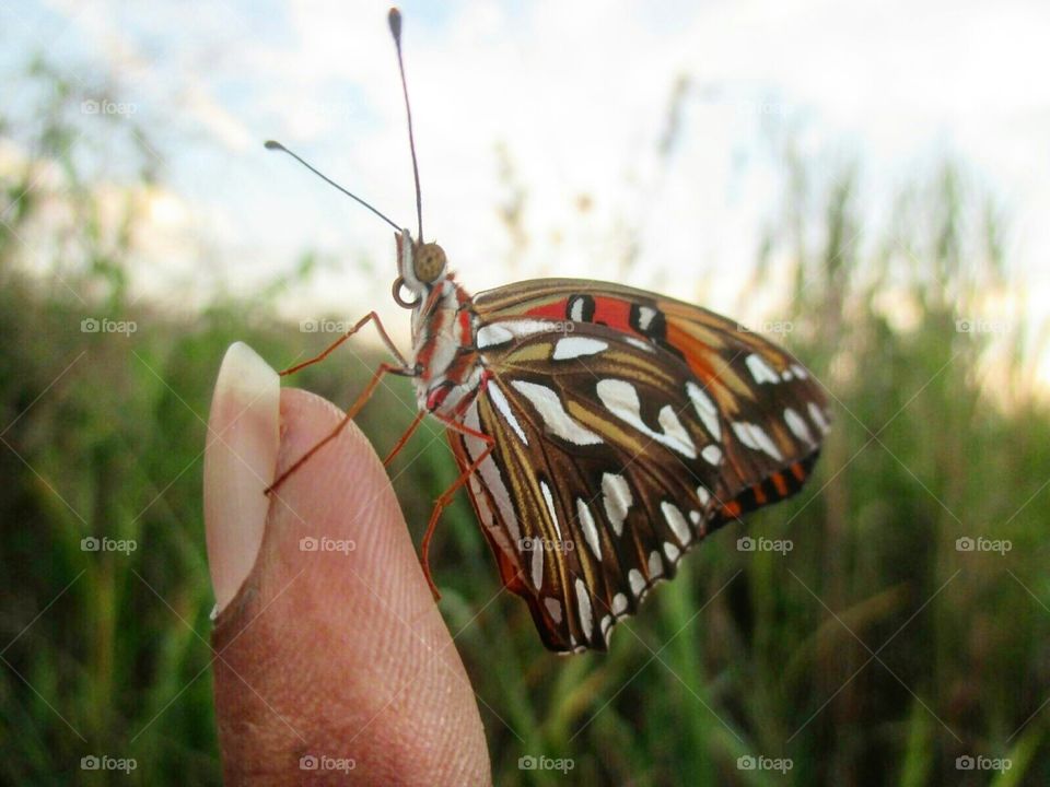 butterfly on my finger