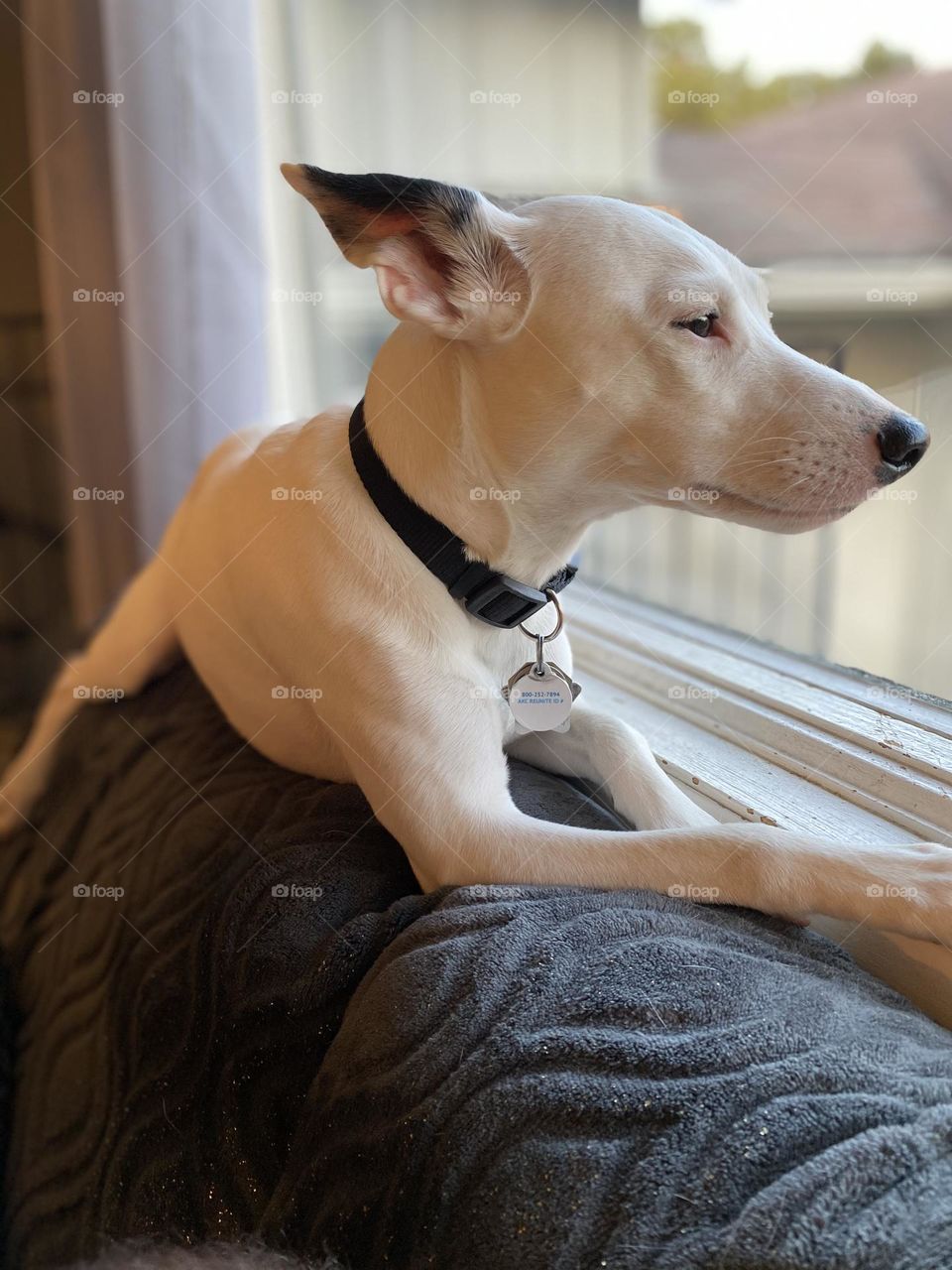 Cute dog relaxing by window.
