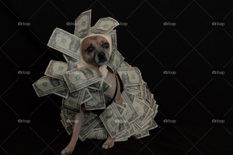 cute little dog money American dollar bills chug