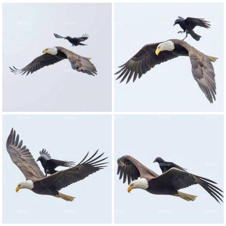 A bird is standing on the eagle... 