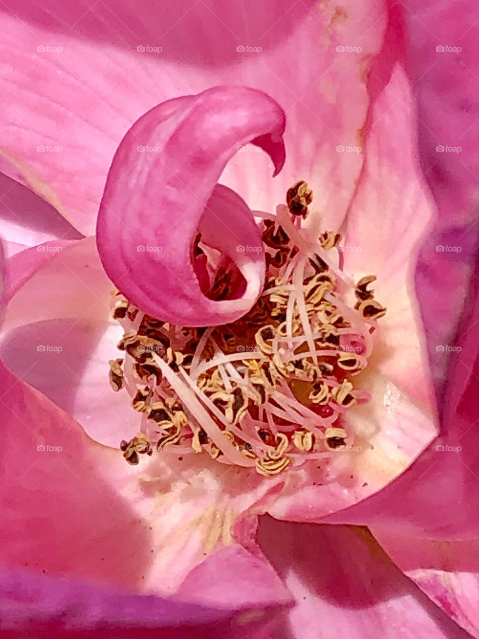 I wish I knew the name of this beautiful pink flower, but I did manage to capture the pistils in a very unique way! The freeze was hard on it down at the bay house in Texas, but it looks like it will make it!!